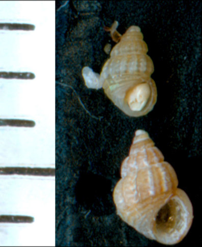 Alvania lanciae